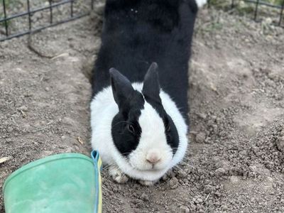 Pedigreed Dutch Doe