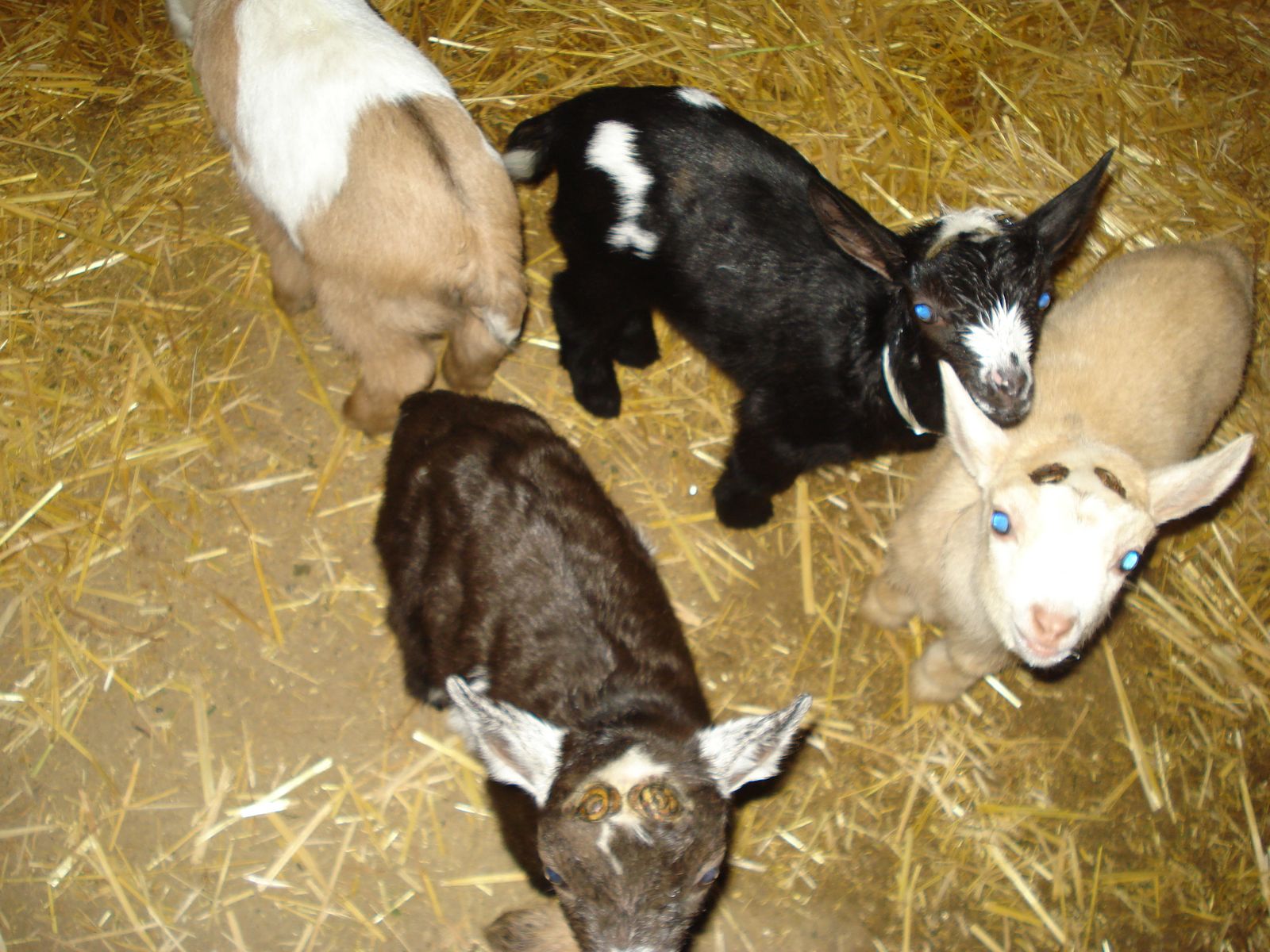 Nigerian Dwarf bottle babies