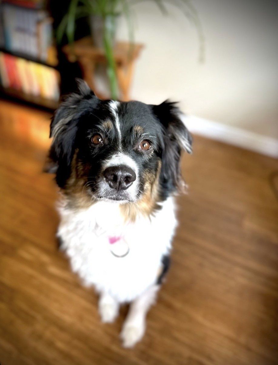 Arya - 5 Year Old Female Australian Shepherd