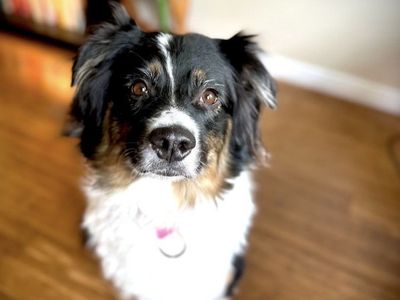 Arya - 5 Year Old Female Australian Shepherd