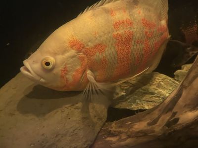 Albino Oscar 10