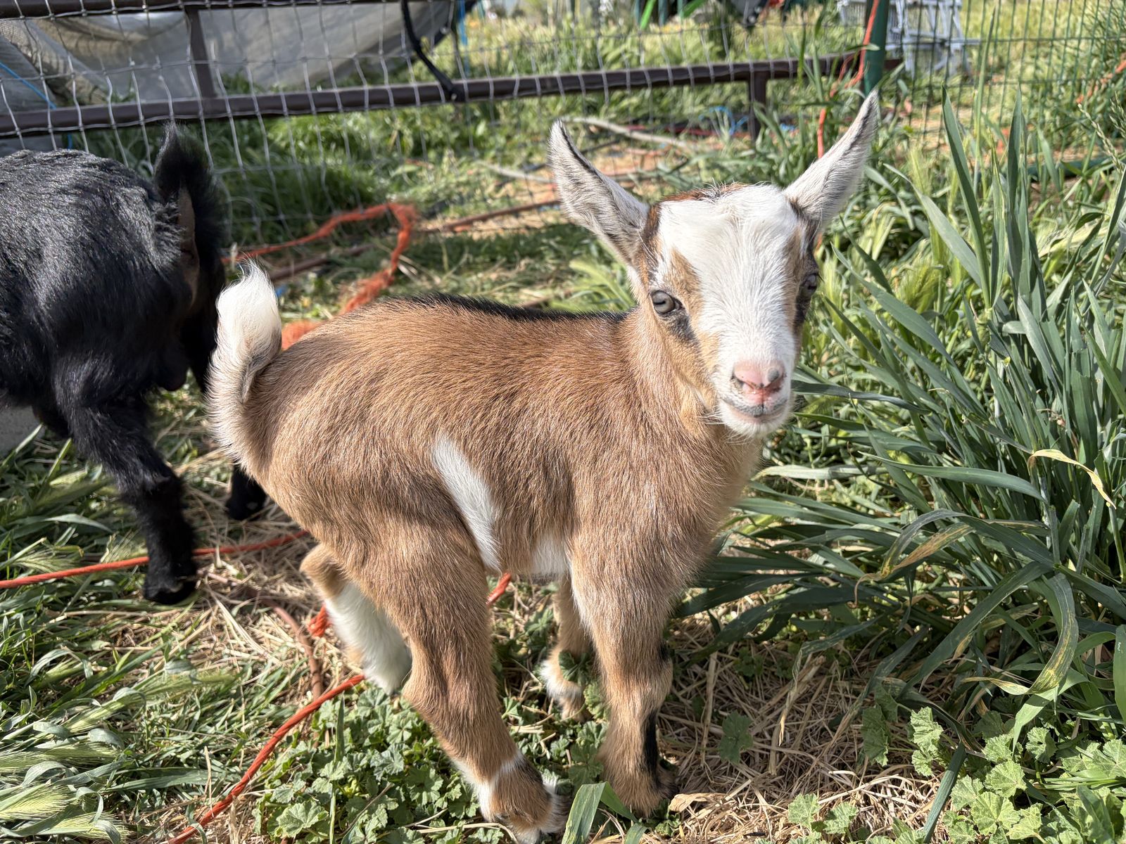 Baby boy Nigerian dwarf goat