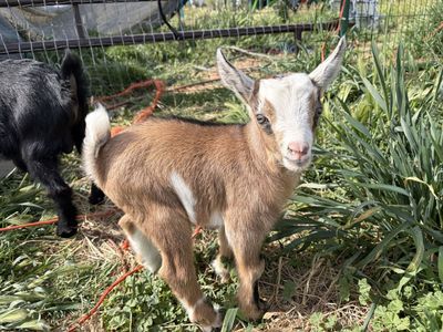 Baby boy Nigerian dwarf goat