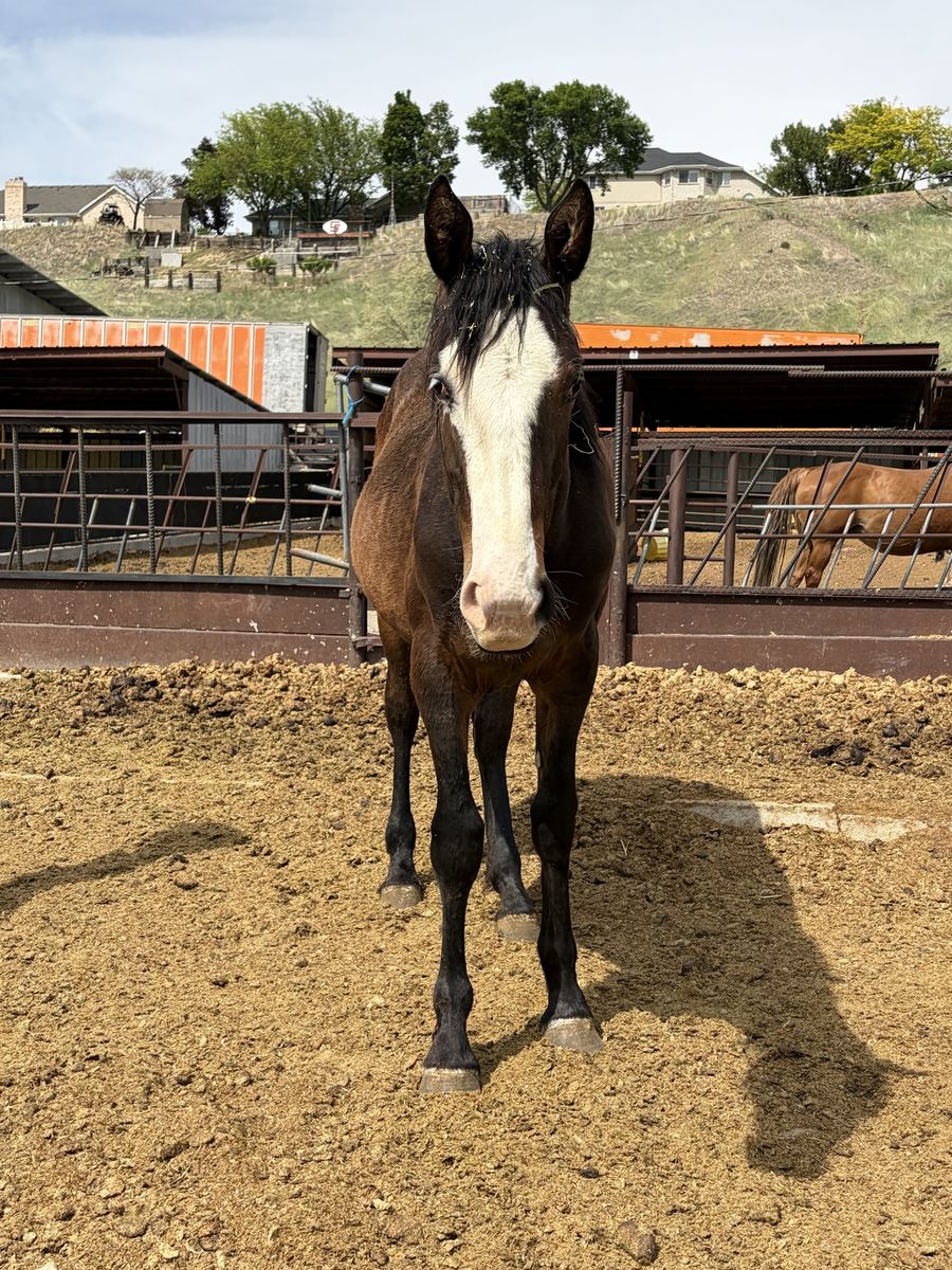 Half Draft Yearling