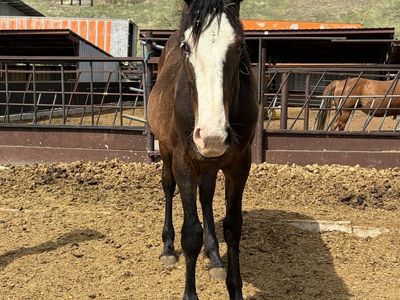 Half Draft Yearling