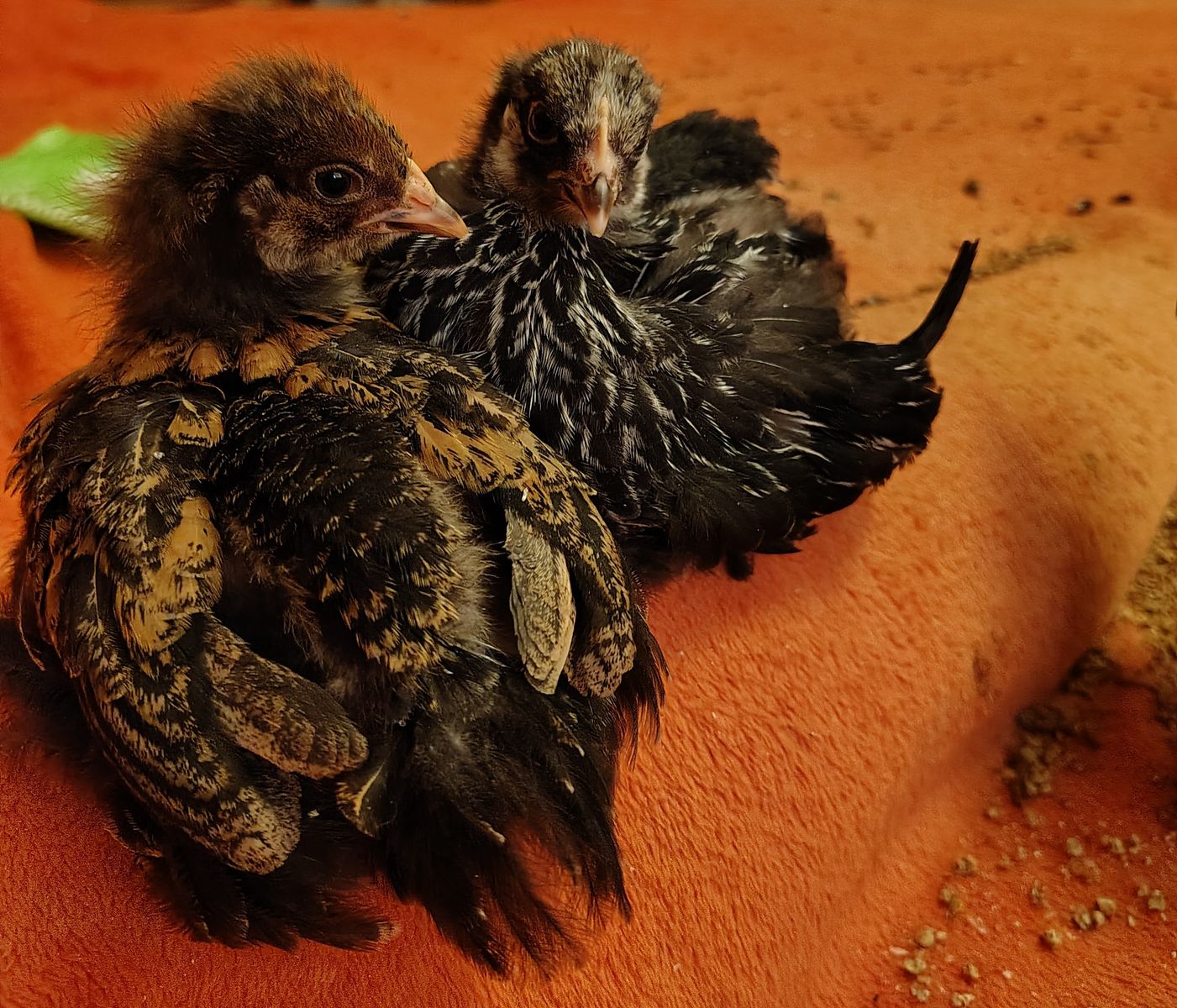 Standard Cochin chick pullets