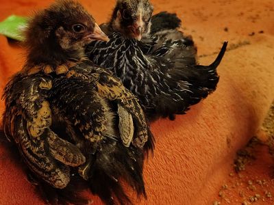 Standard Cochin chick pullets