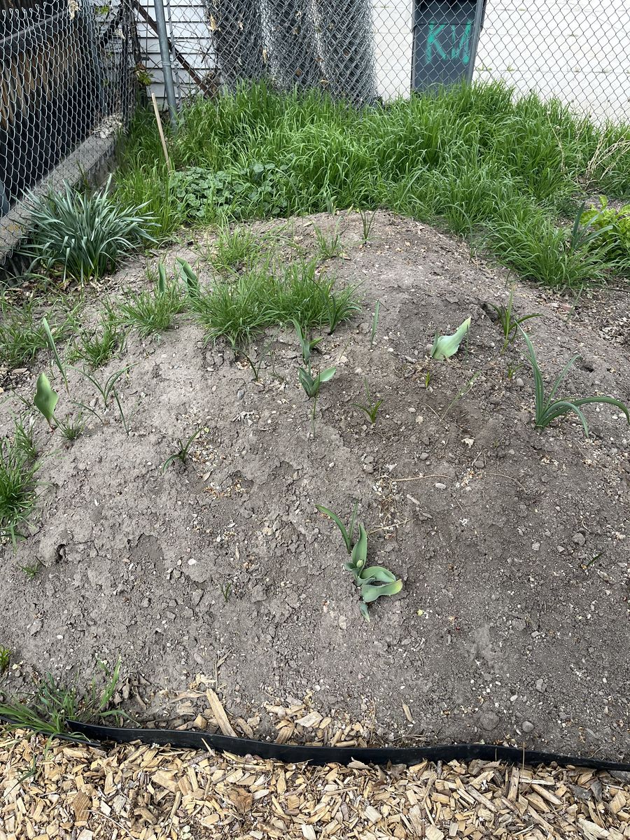 Free dirt (has weeds!)