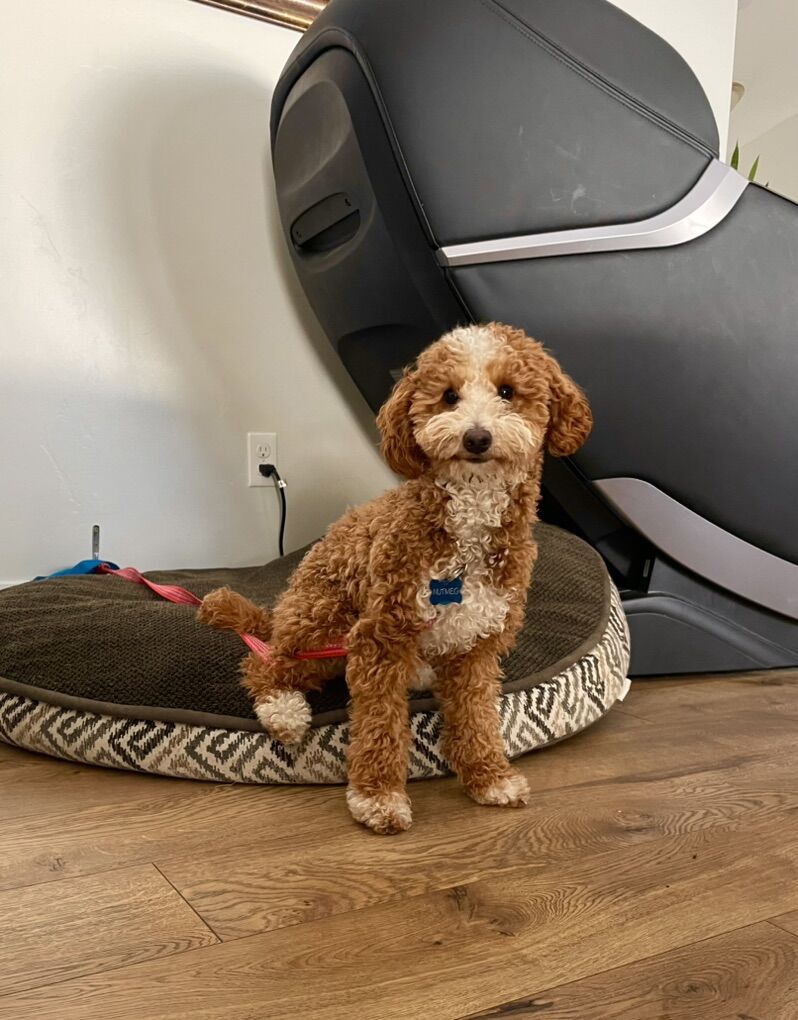 AKC Mini Red Poodle Stud, Clear, Proven, Tri,