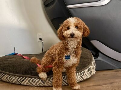 AKC Mini Red Poodle Stud, Clear, Proven, Tri,