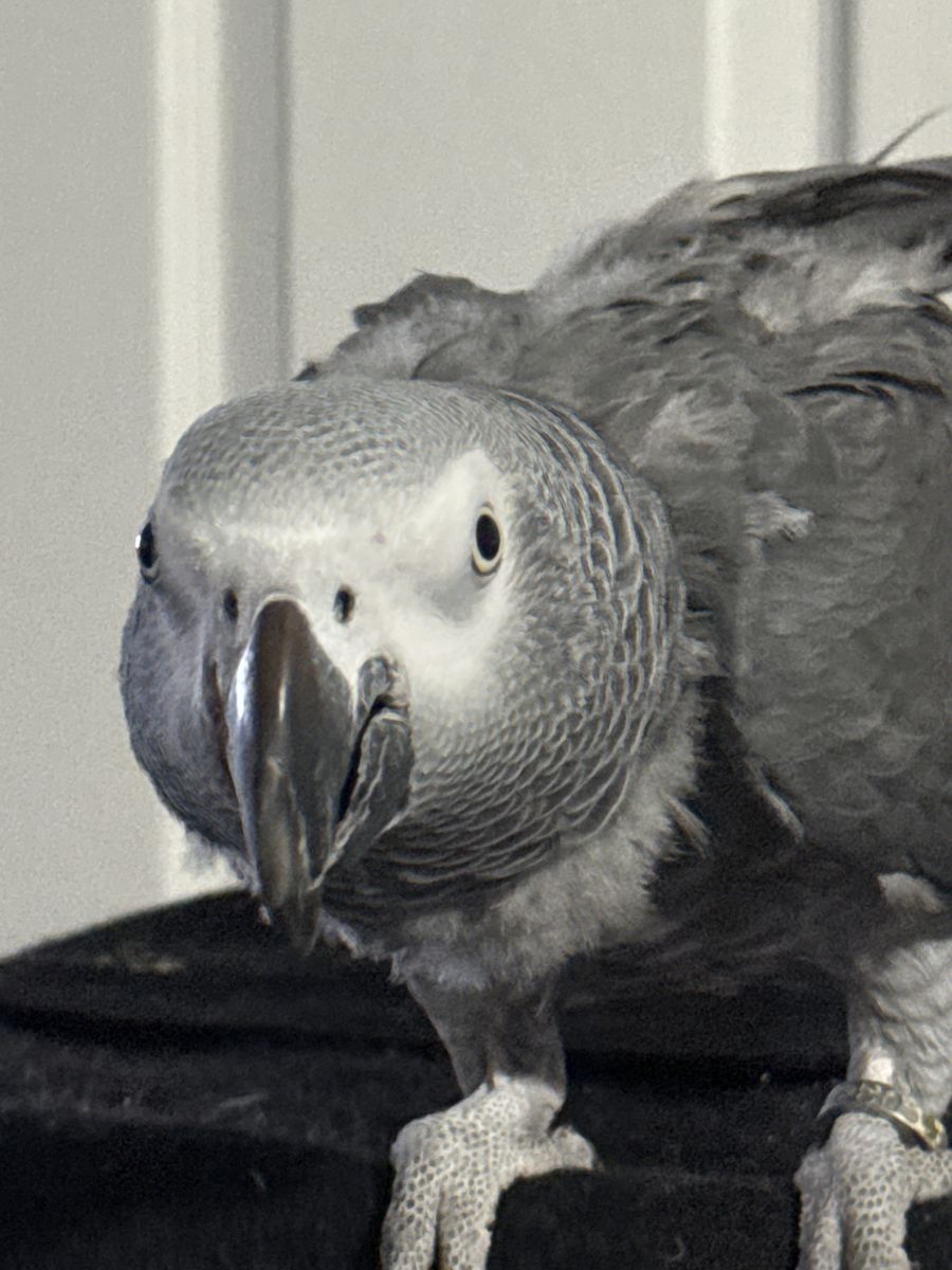 Congo African Grey