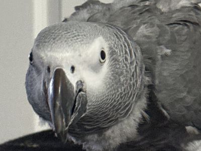 Congo African Grey