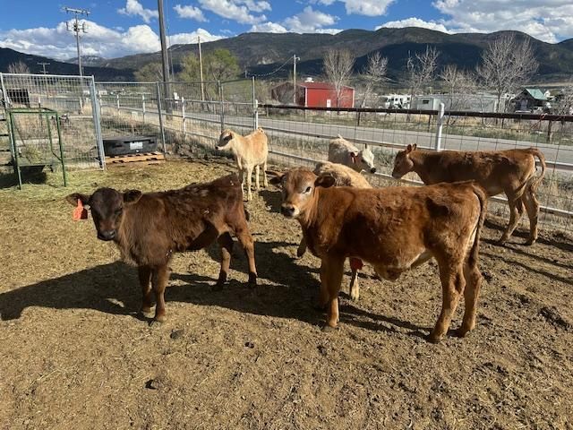 Beef Cross Steer Calves  -  Charolais / Jersey  & Angus / Jersey