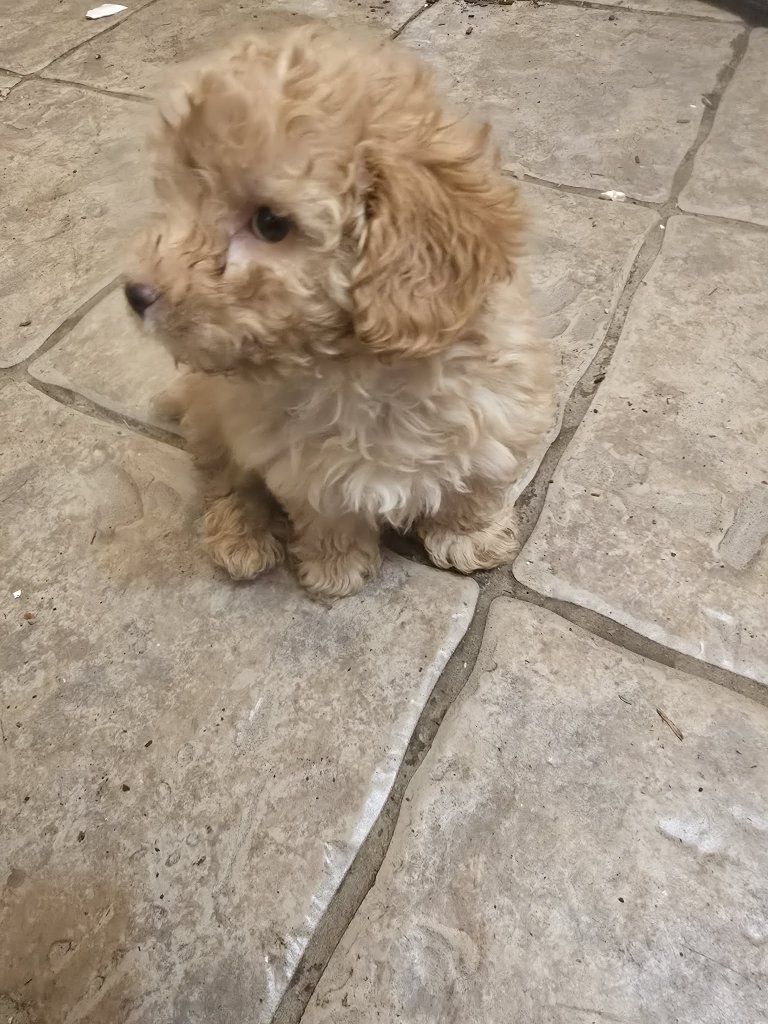 EASTER YORKIEPOO PUPPIES