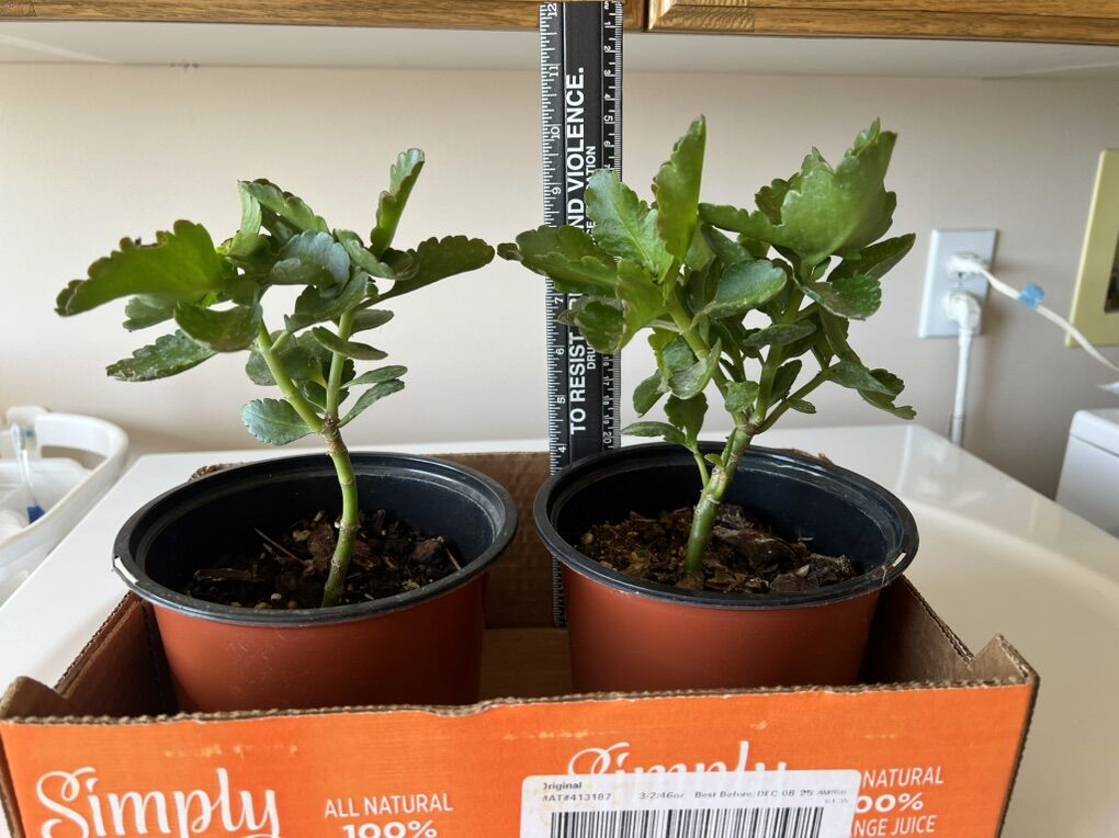 6” Kalanchoe plants in Yellow, Pink, Orange colors.