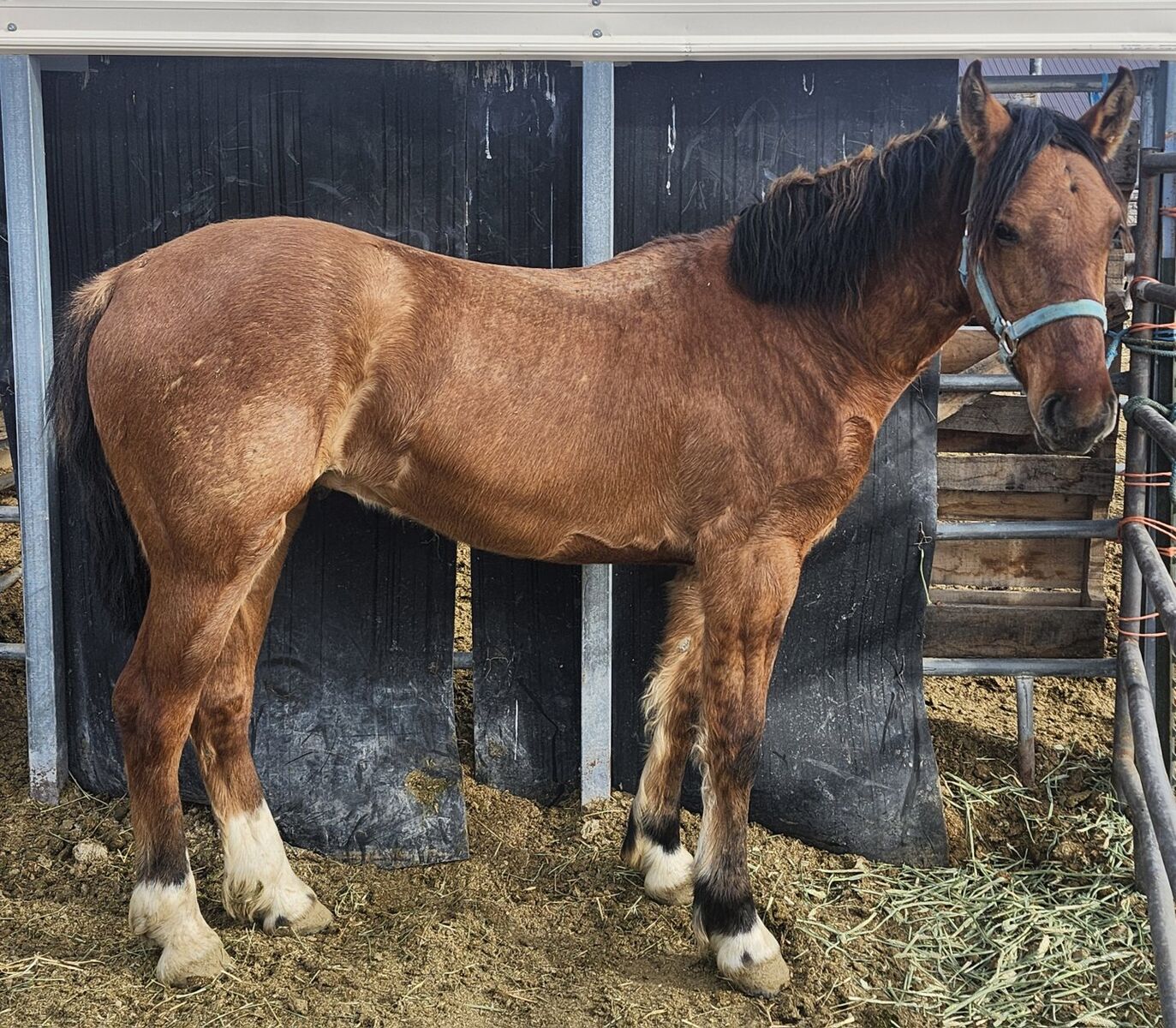 Blm gelding