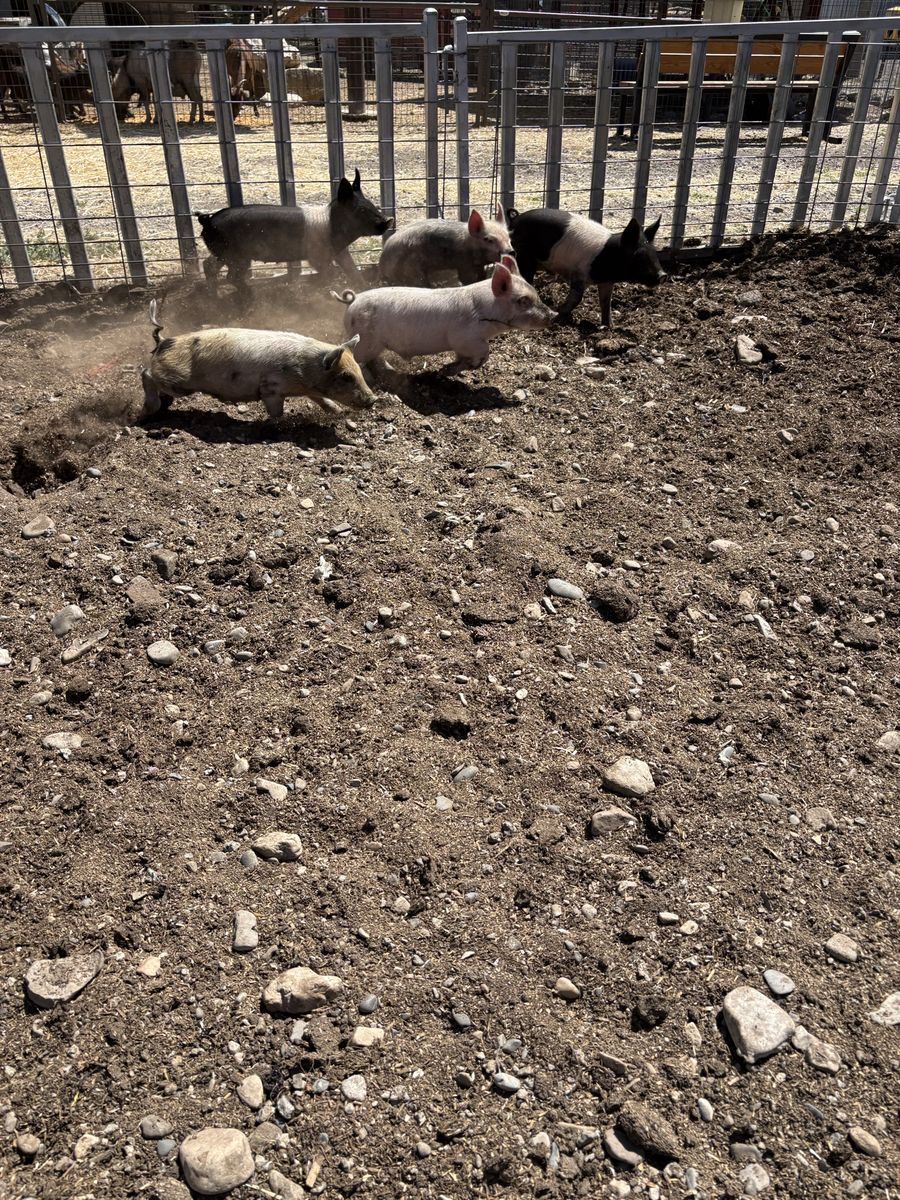 Wiener pigs
