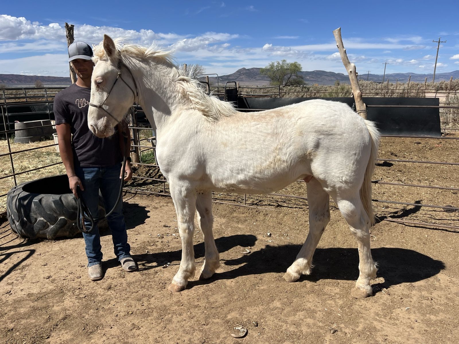 Yearling Half Draft Gelding Max White Sabino