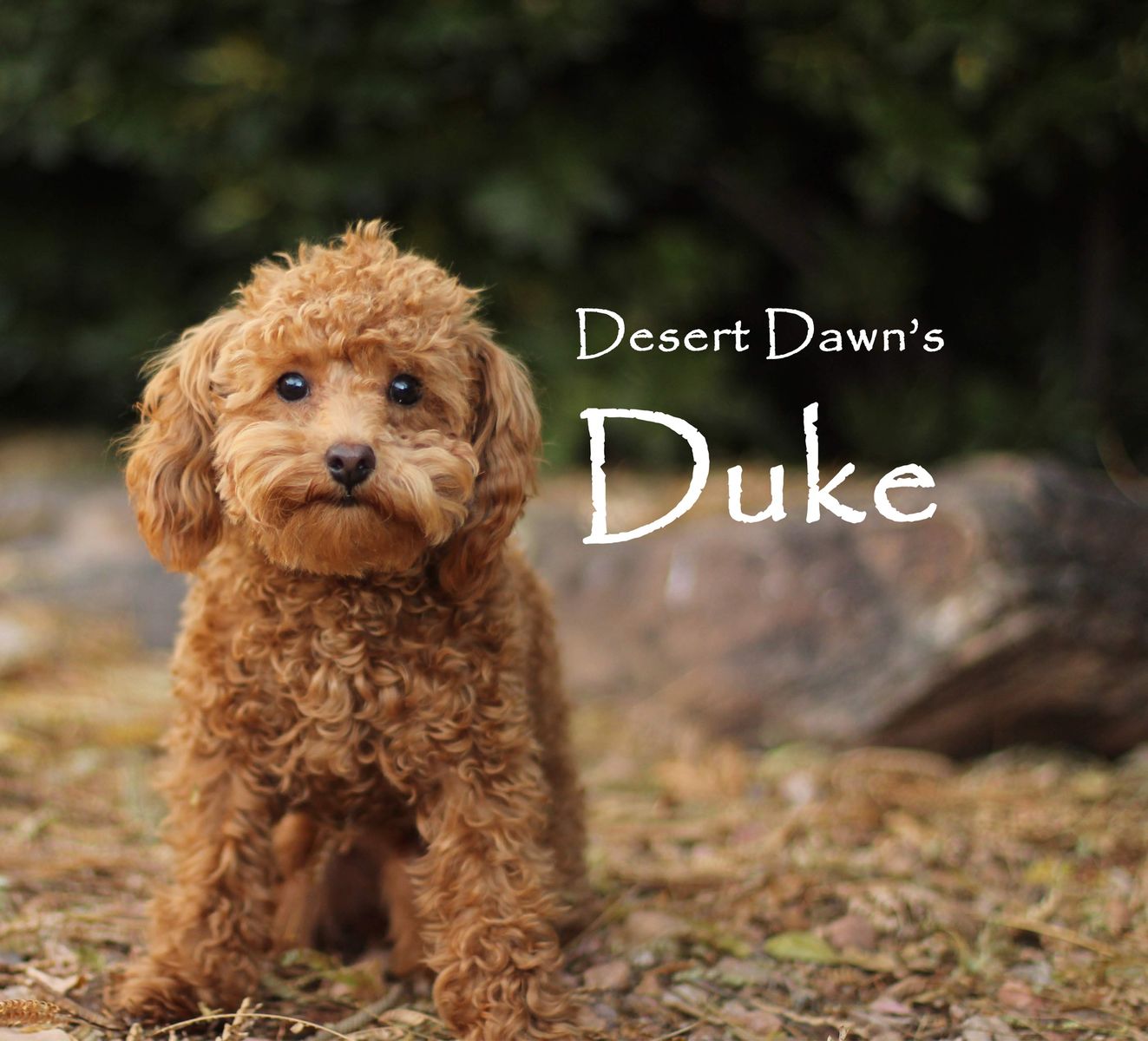 Stud Services - 6 Pound AKC/CKC Toy Poodle