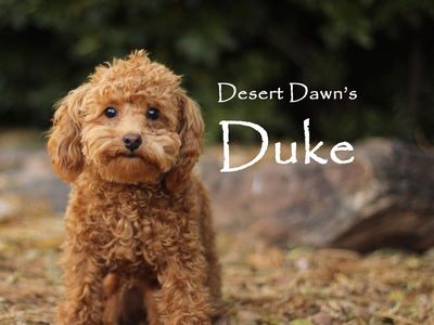 Stud Services - 6 Pound AKC/CKC Toy Poodle