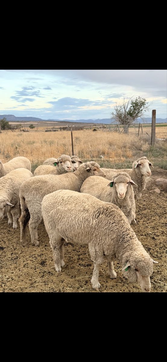 Yearling Merino Ewes