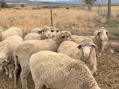 Yearling Merino Ewes