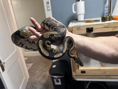 Ball Python With Complete Setup