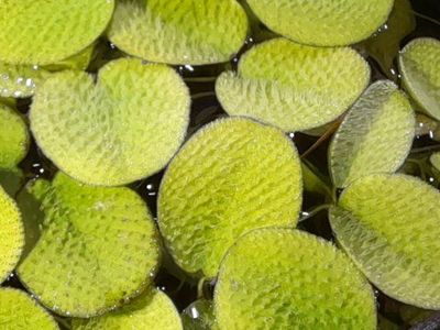 Water Spangles, aquarium floating plant