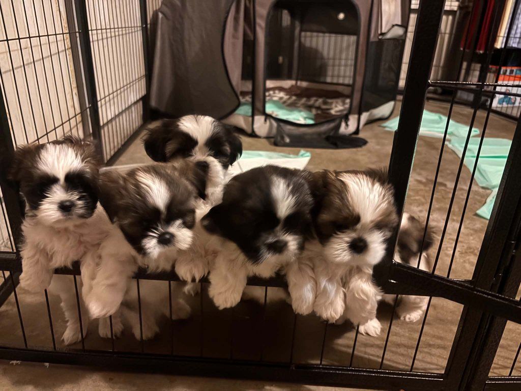 Purebred Shih Tzu Puppies