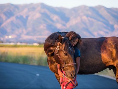 Jett - 16.3Hh Mustang Gelding