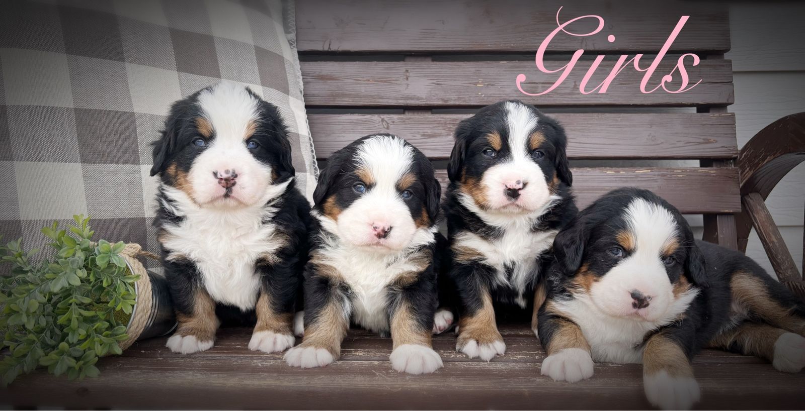 AKC BERNESE MT DOG PUPPIES