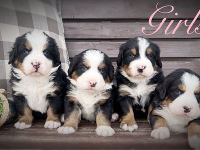 AKC BERNESE MT DOG PUPPIES