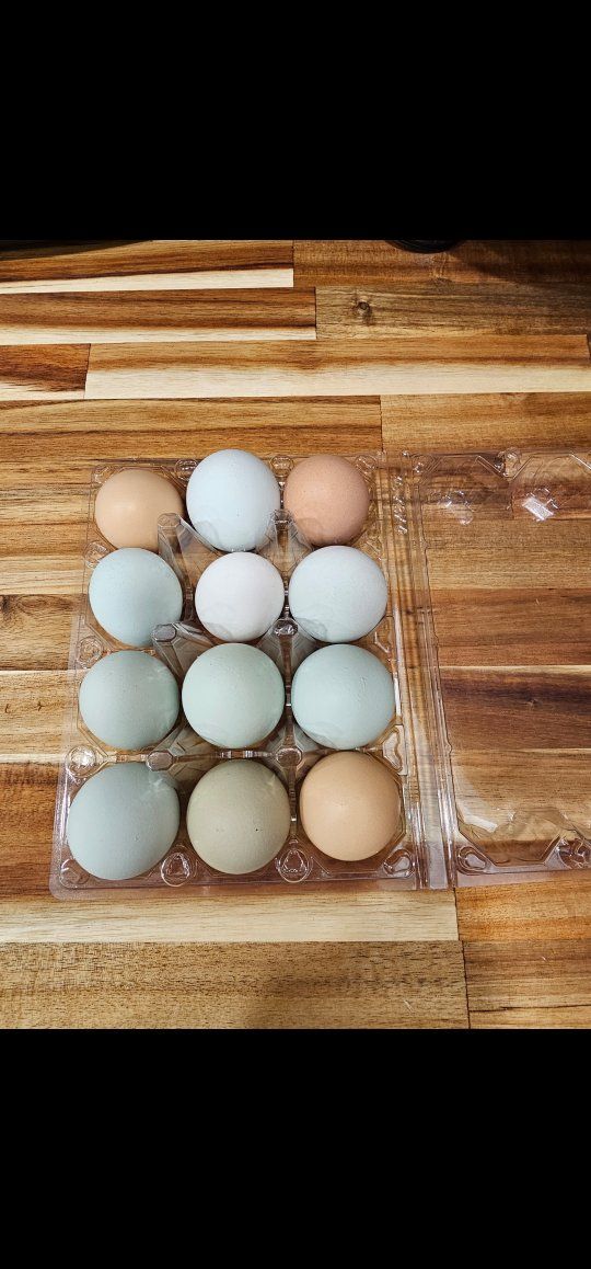 chicken eggs