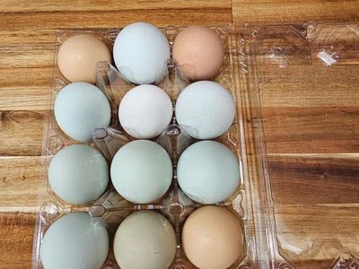 chicken eggs