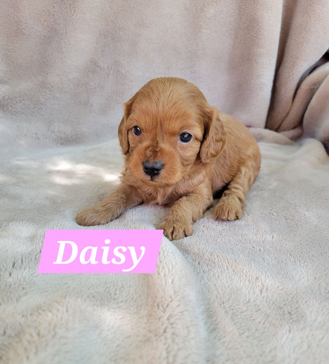 Cavapoo