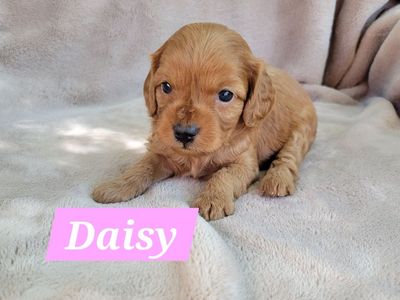 Cavapoo