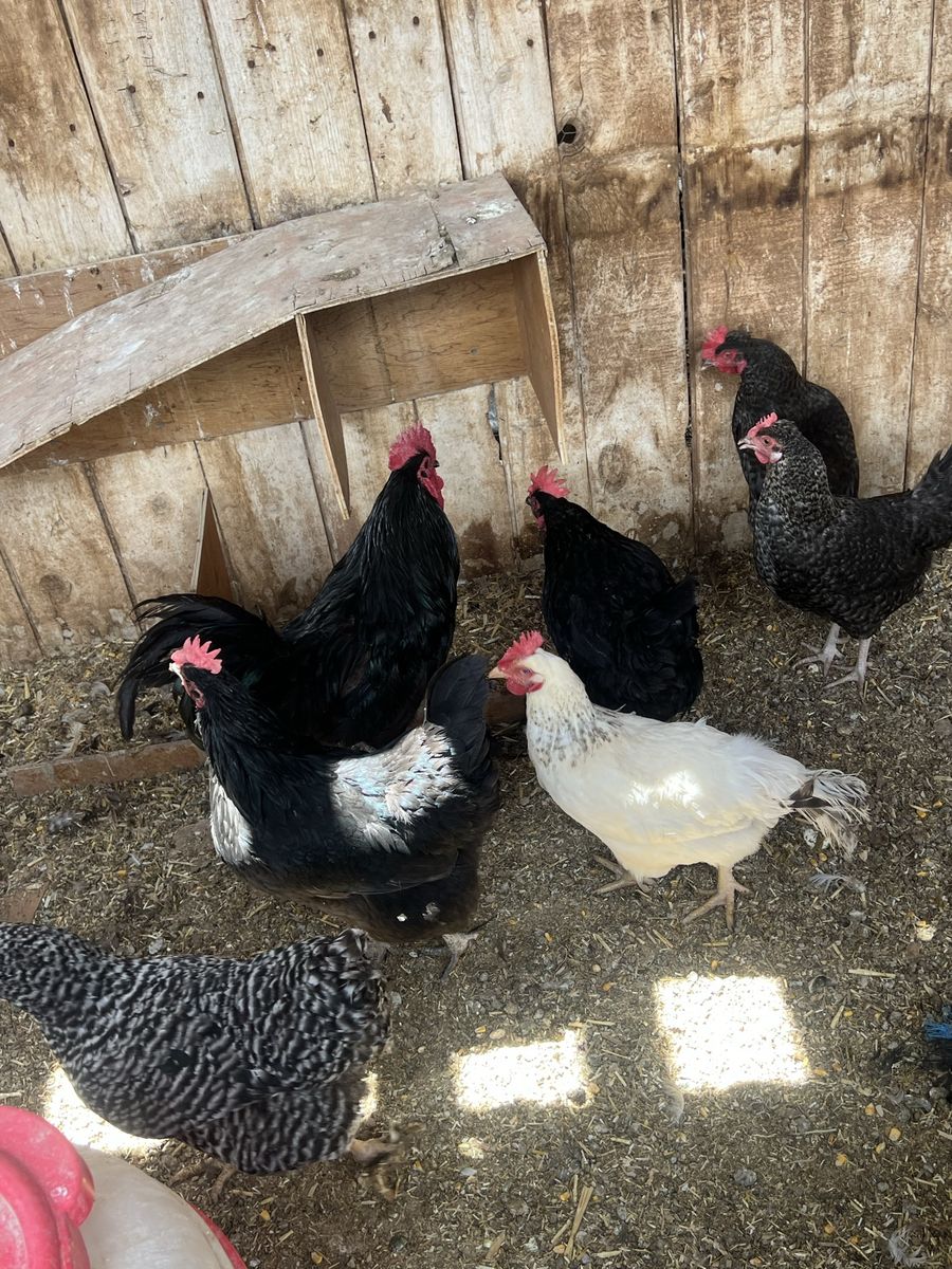 Flock of laying hens 1 year old