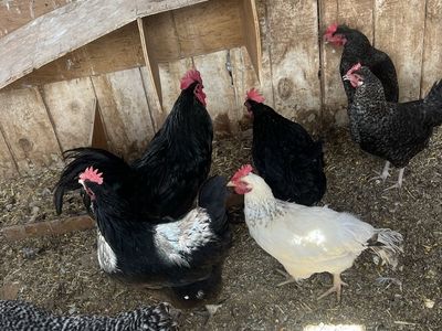 Flock of laying hens 1 year old
