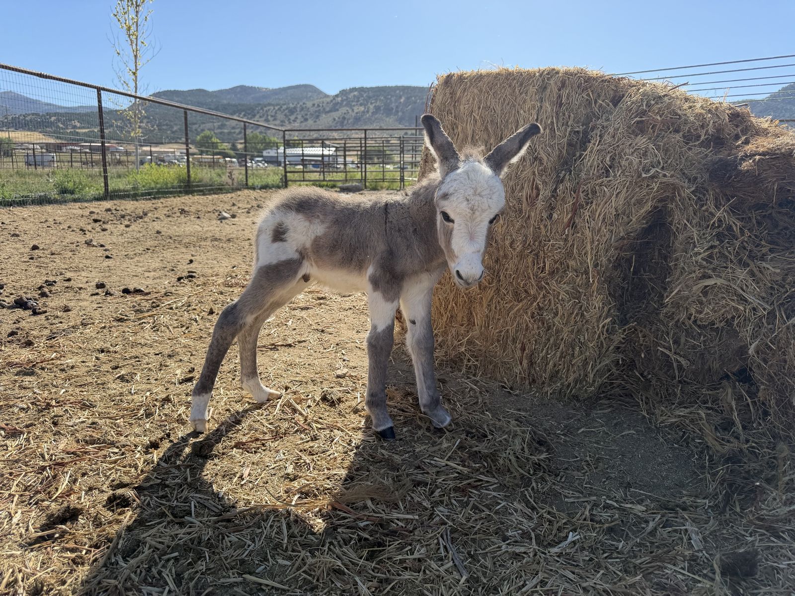 Baby Donkey - Jack
