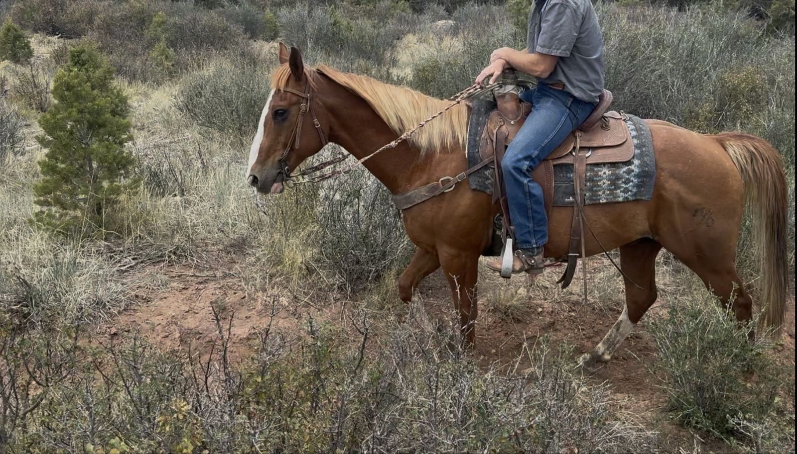 Nice 11 year old gelding!