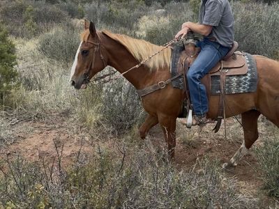 Nice 11 year old gelding!