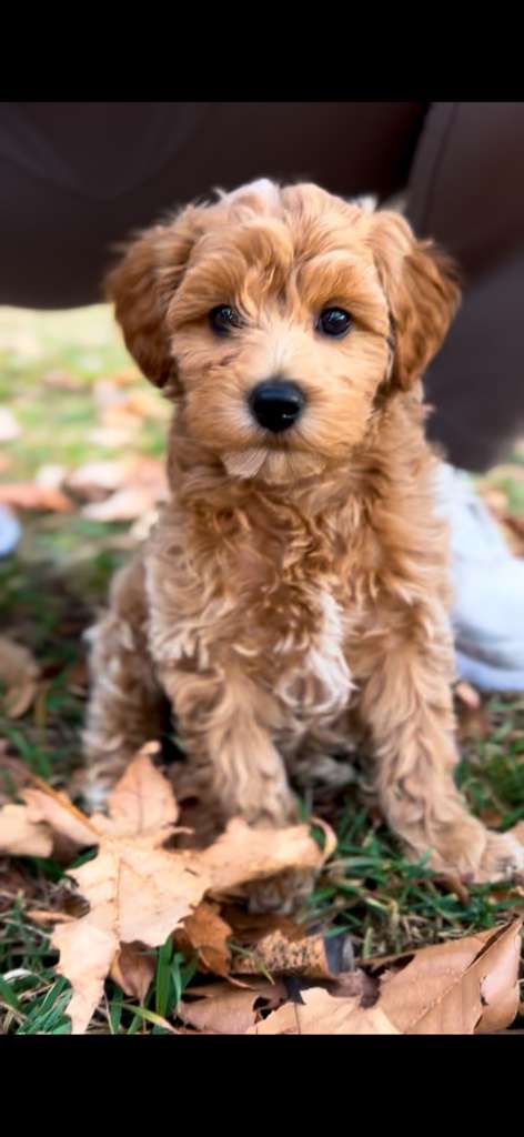 Cockapoo male puppy