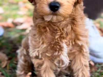 Cockapoo male puppy