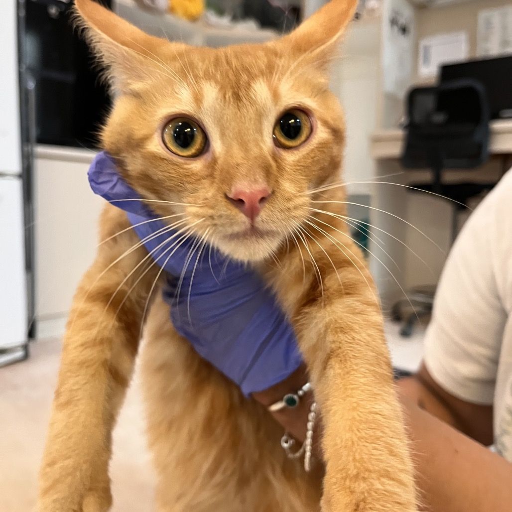 Hello my name is Abbott