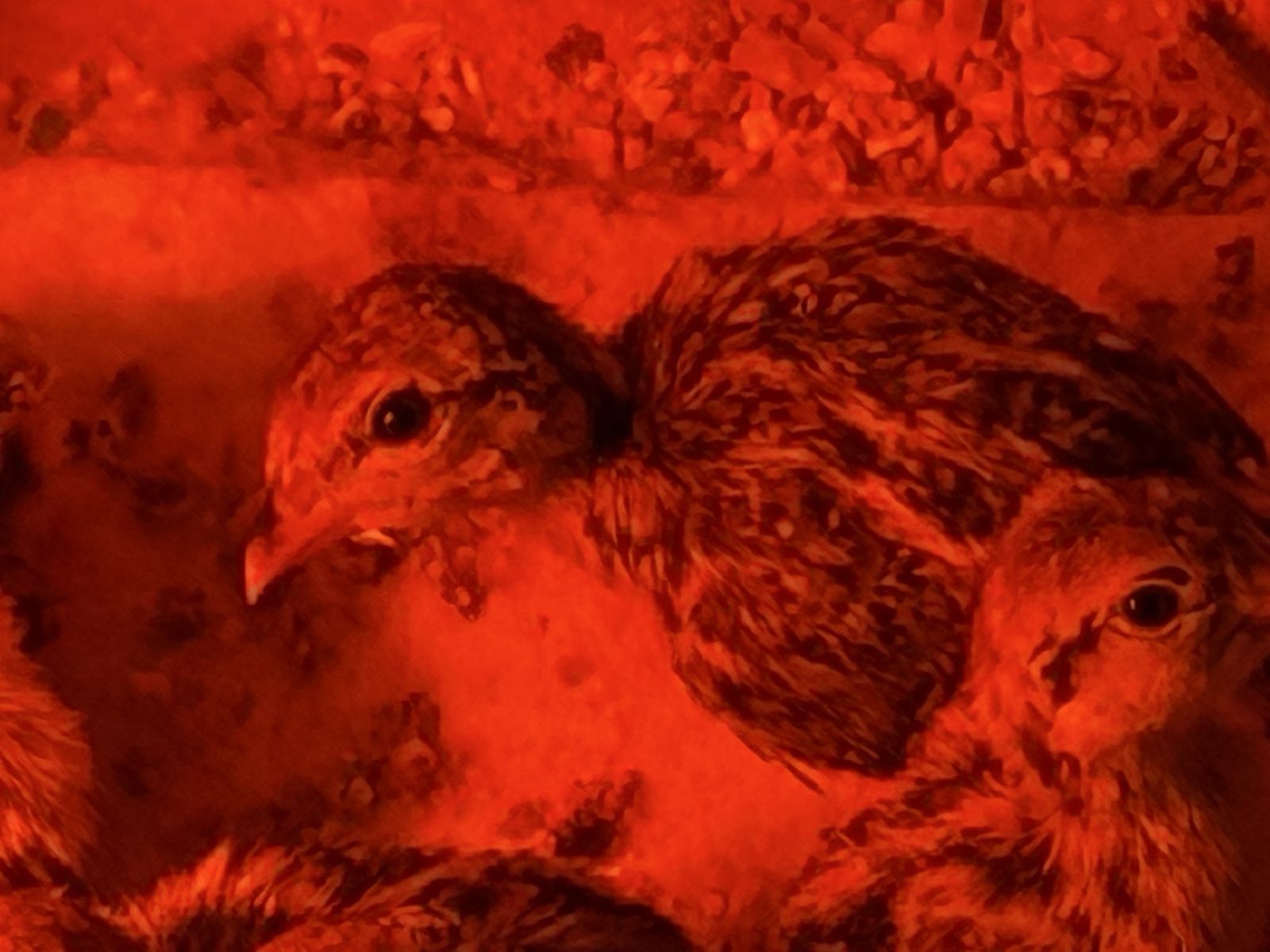 PheasantS, Chicks, Silkies’s chuckers