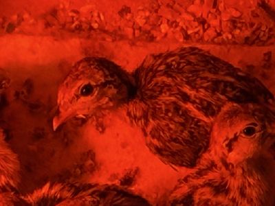 PheasantS, Chicks, Silkies’s chuckers