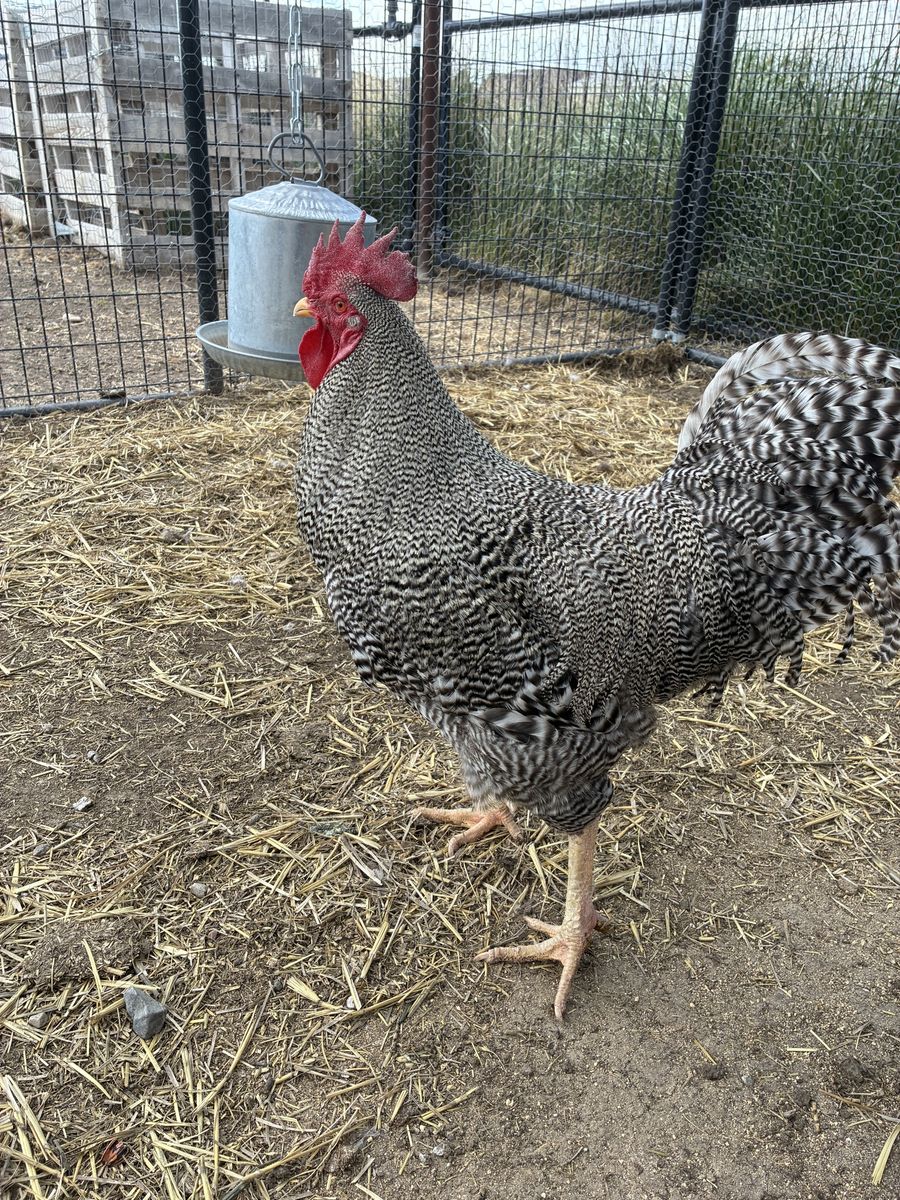 Plymouth Rock Rooster