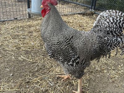 Plymouth Rock Rooster
