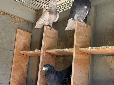 Birmingham Roller Pigeons