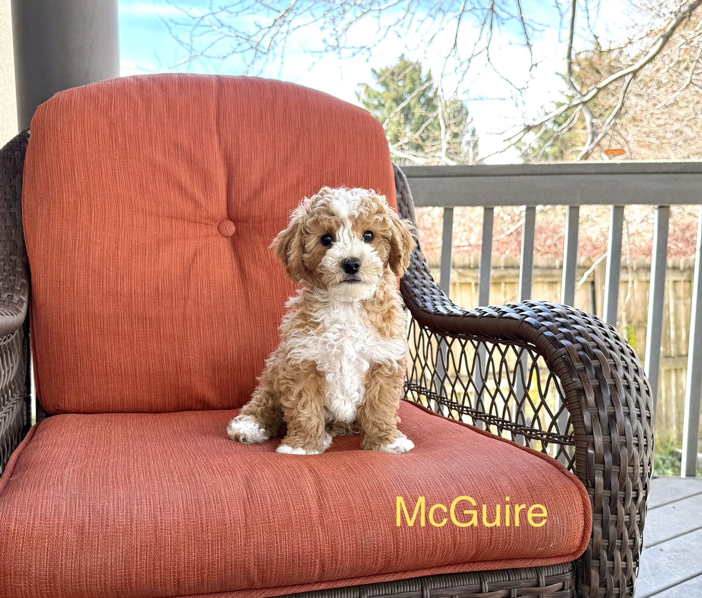 Ready-playful, family raised Goldendoodle Teacup